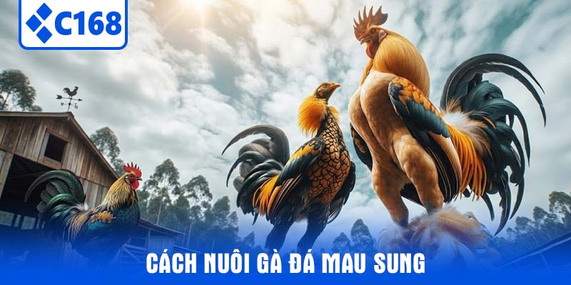 Cách Nuôi Gà Đá Mau Sung