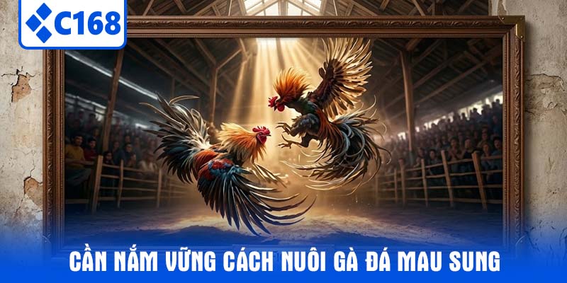 Cần nắm vững Cách Nuôi Gà Đá Mau Sung