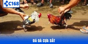 đá gà cựa sắt