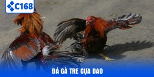 đá gà tre cựa dao