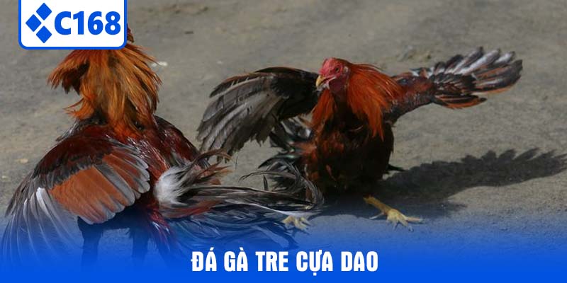 đá gà tre cựa dao