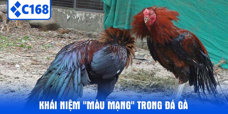 Khái Niệm "Màu Mạng" Trong Đá Gà
