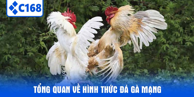 Tổng quan về hình thức đá gà mạng